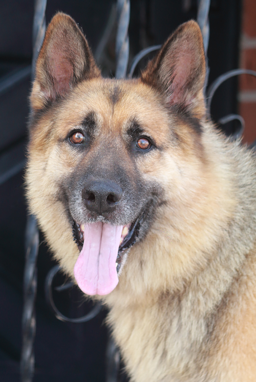 Westside German Shepherd Rescue of Los Angeles